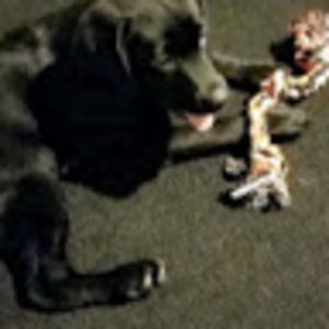 Meet your Posher, Jake